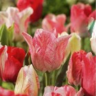 tulipa hemisphere